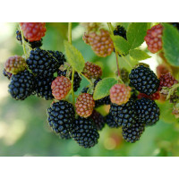 Ожина: (1л) Чачанська (середній)